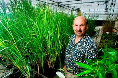Scientists from Virginia Tech and the Institute for Advanced Learning and Research led by Barry Flinn, developed a new plant breeding method.