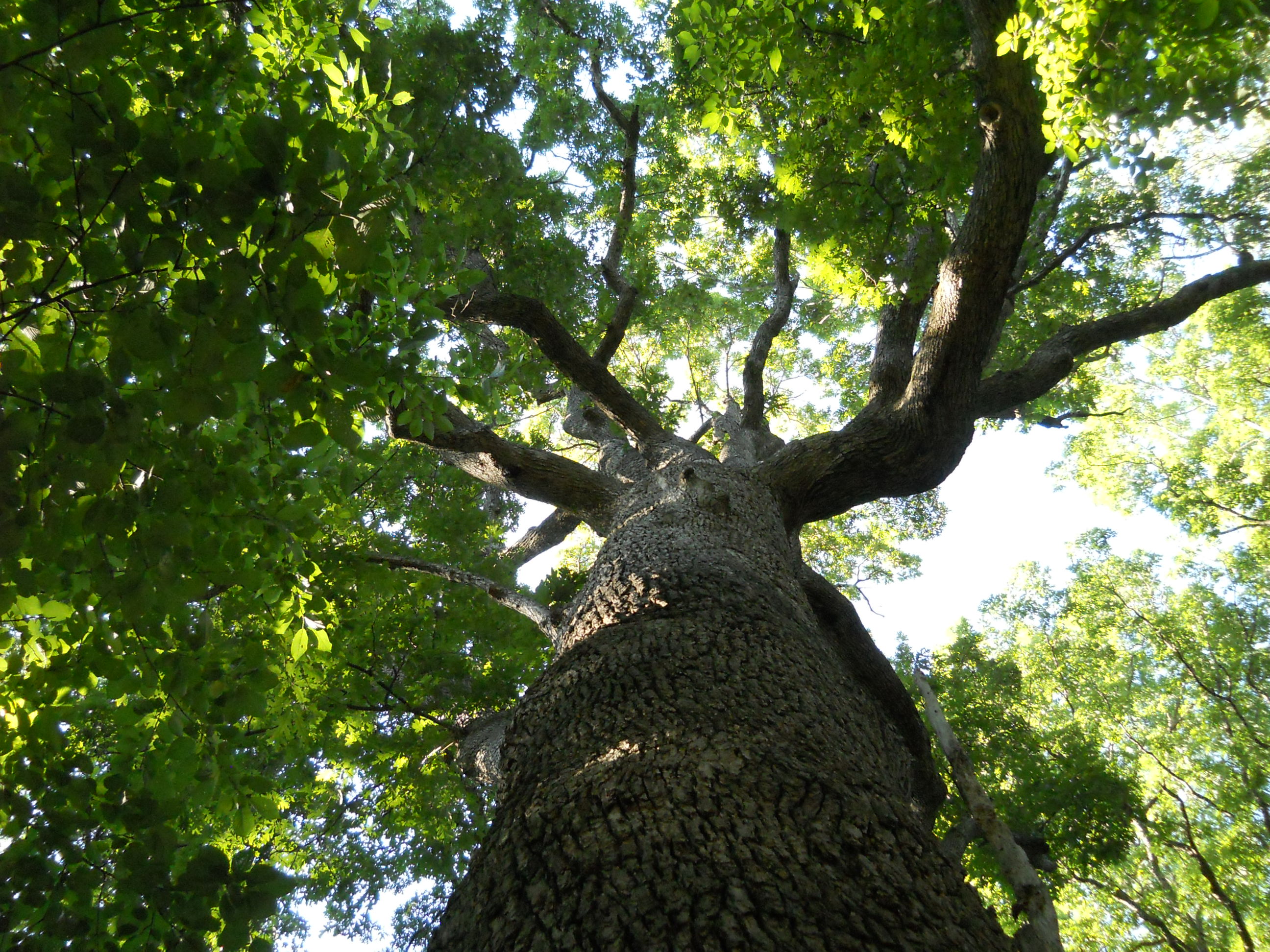A view looking up through the canopy of a large oak tree.