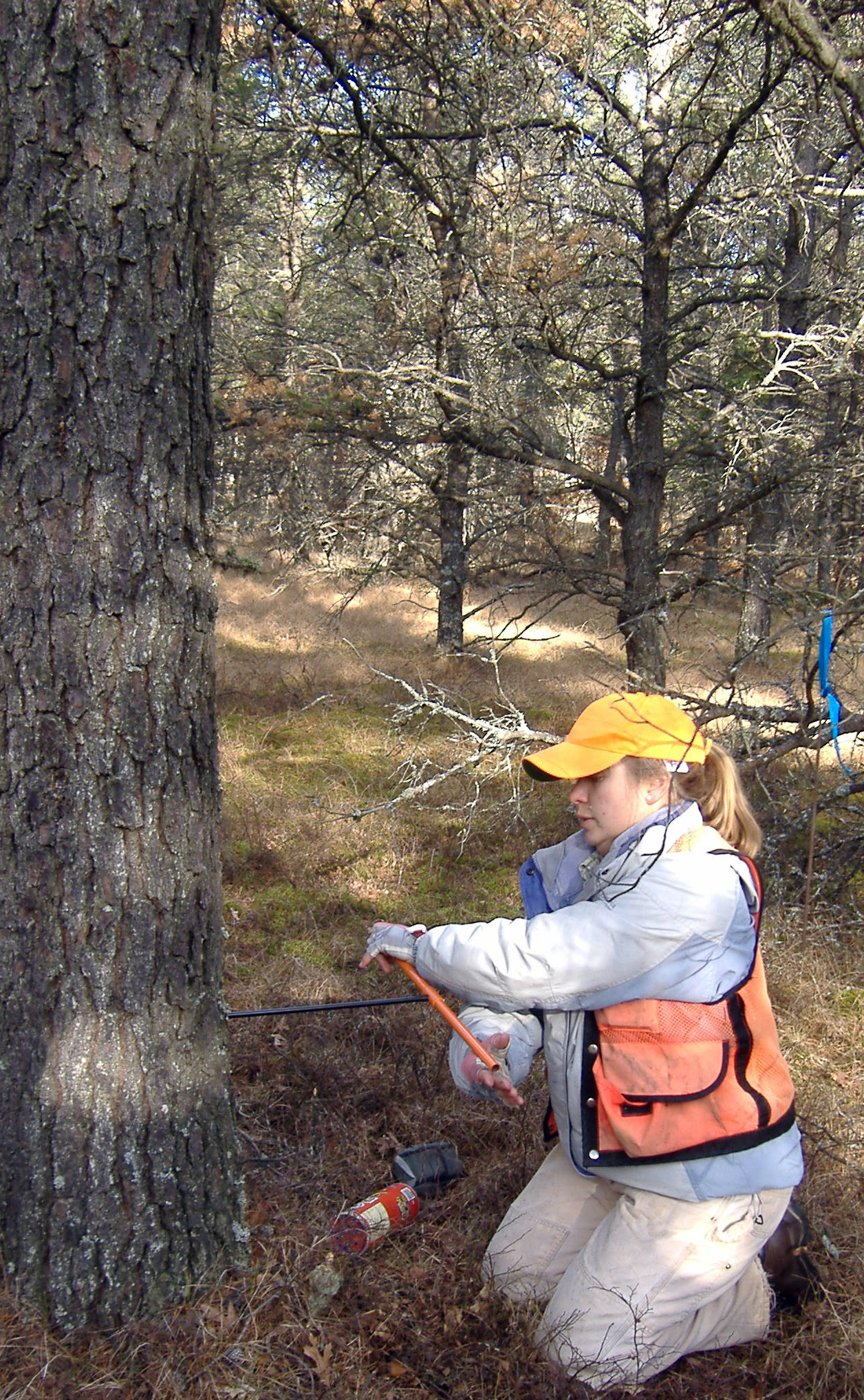 A woman in a wooded setting taking a core sample from a tree.
