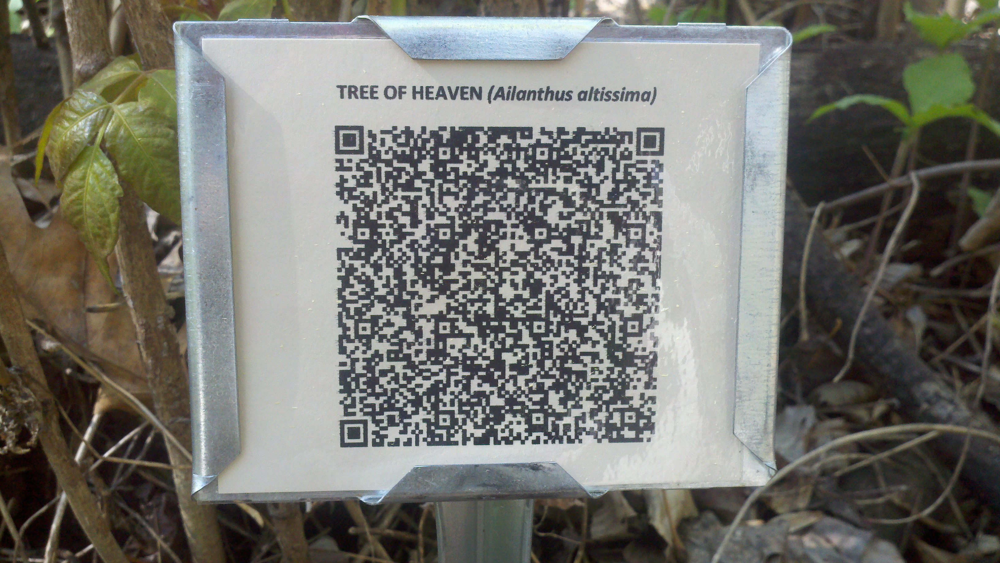 QR code sign for Tree of Heaven
