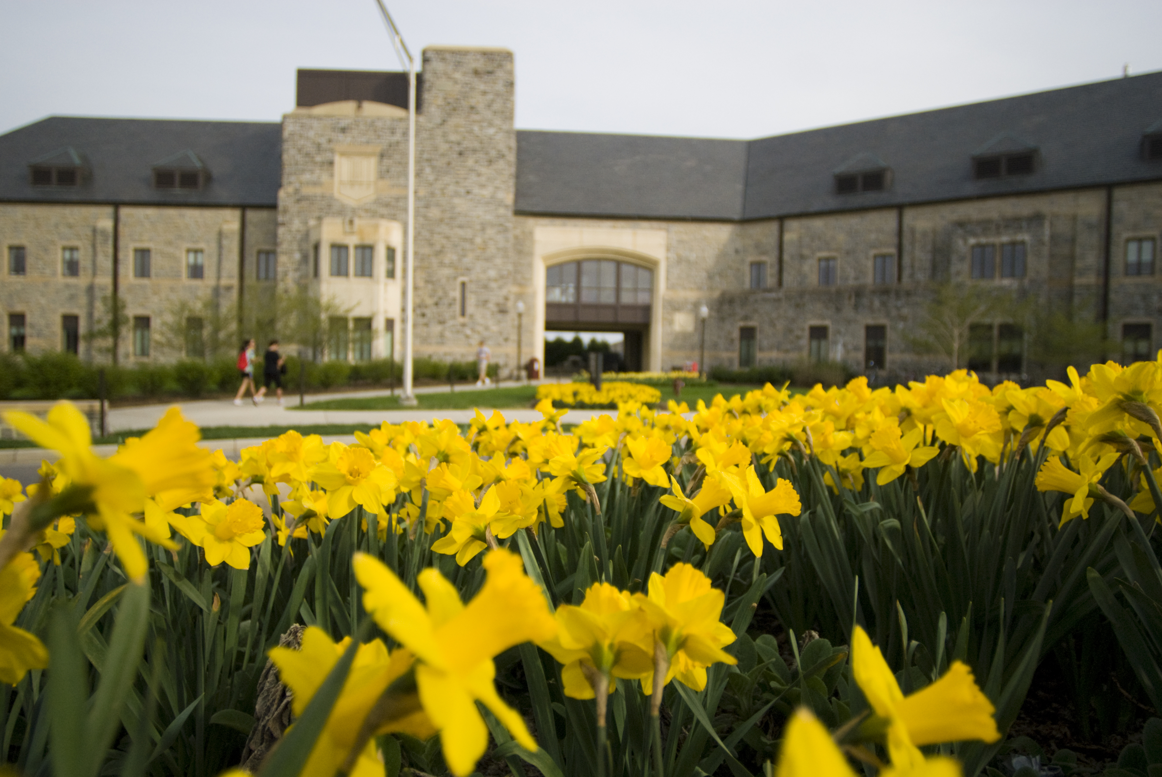 McComas Hall in the spring with daffodils