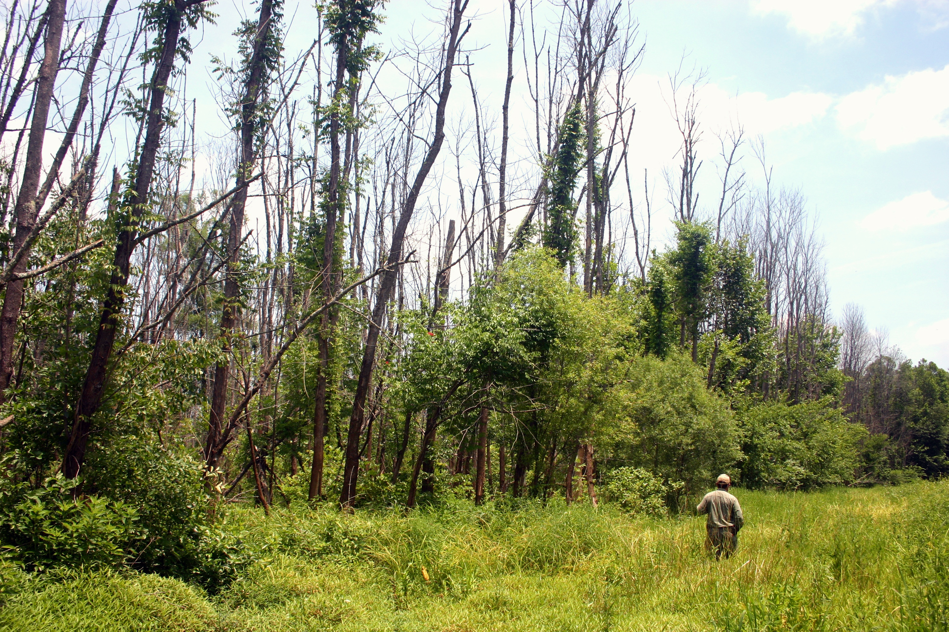 A forest scene showing trees stripped of vegetation.