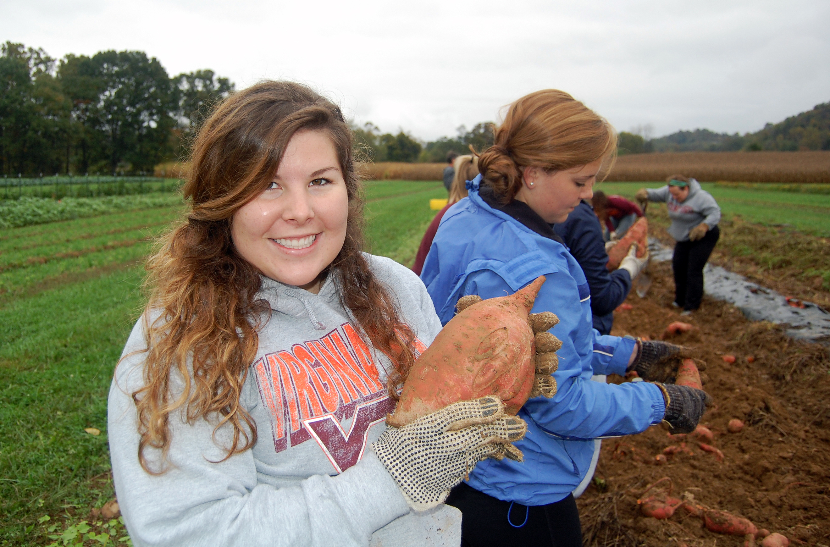 Virginia Tech students pick sweet potates during a Get on the Bus project.