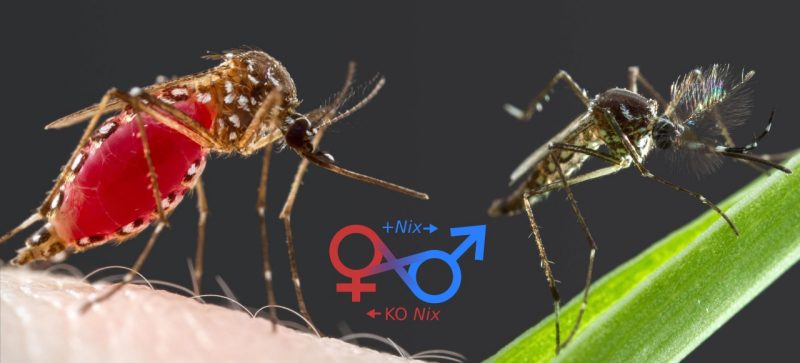 Mosquito gene