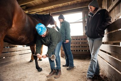Participants in the Equine Field Service program provide in-field care to horses.
